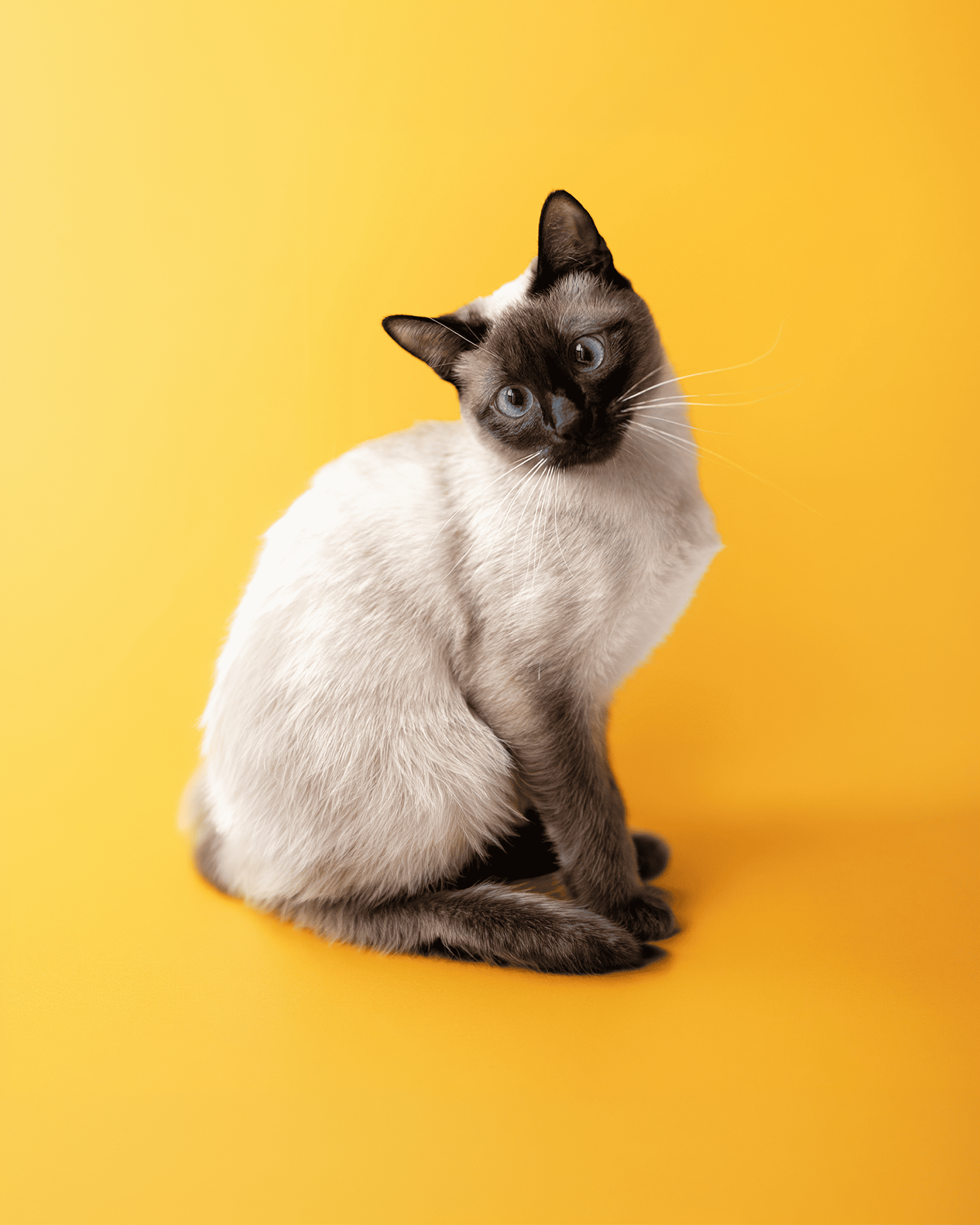 Cómo elegir el suplemento adecuado para tu perro o gato