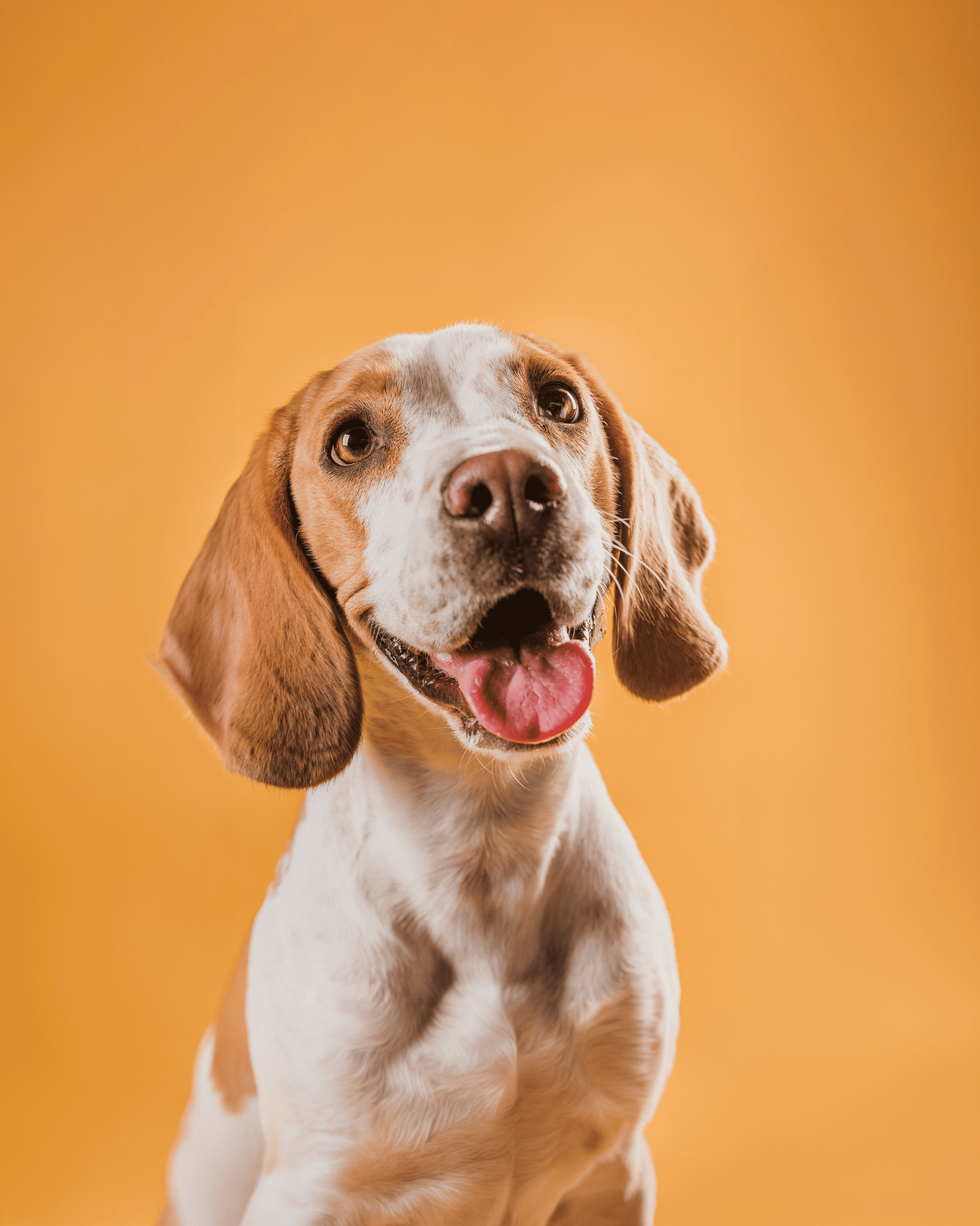 Microbiota intestinal en perros: por qué es clave para su bienestar