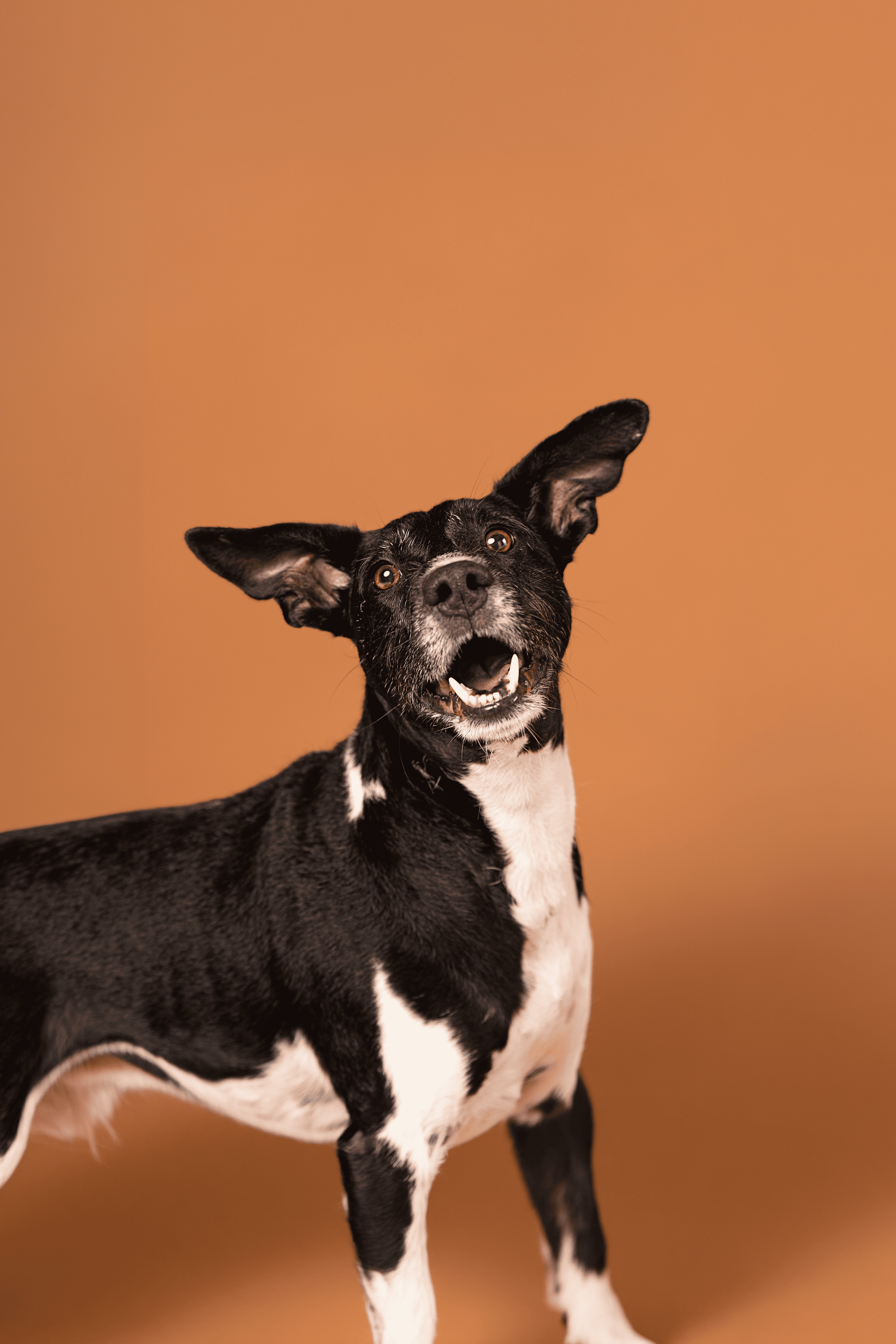 Perros senior: cómo cuidar sus articulaciones y calidad de vida