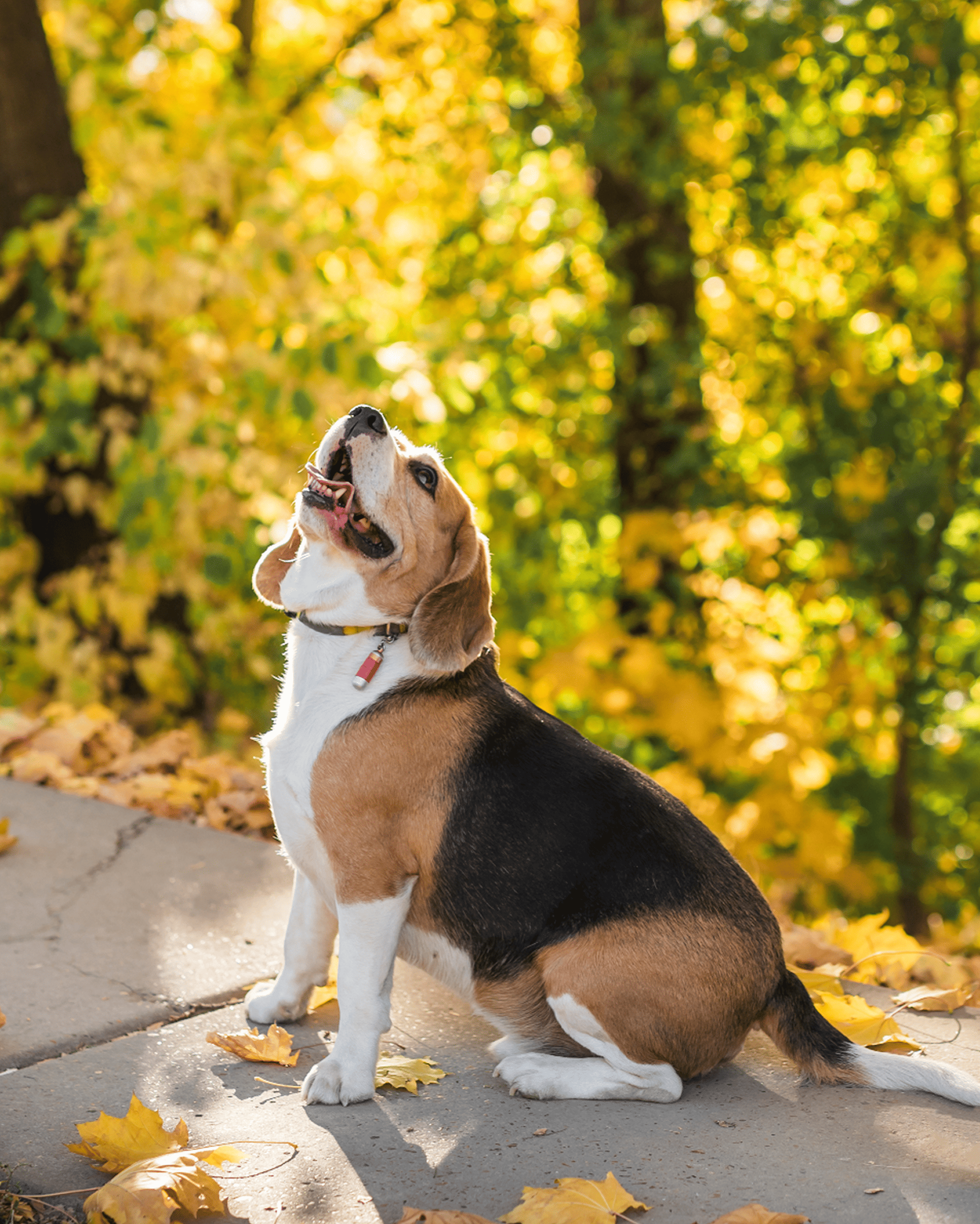 Nutrición preventiva para mascotas: cuidar antes de que aparezca el problema